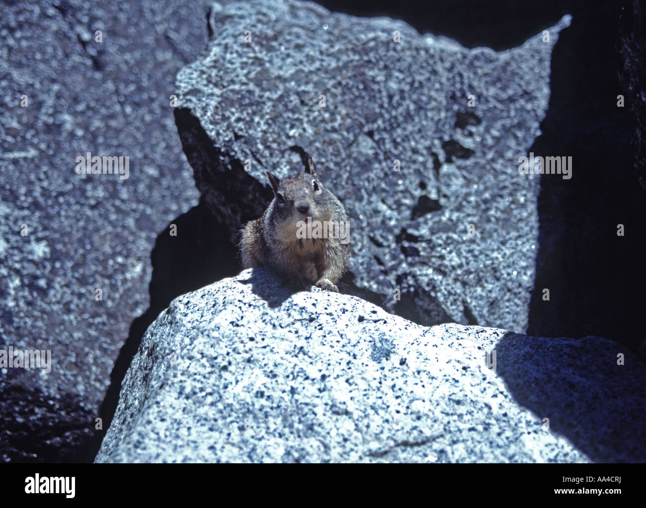 Spermophile de Californie Citellus beecheyi in Yosemite National Park California USA Banque D'Images