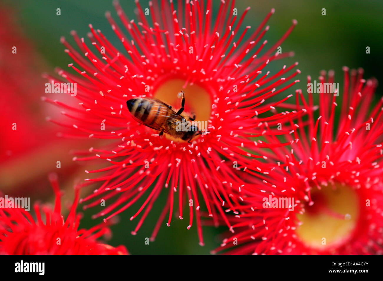 Une abeille européenne recueille le pollen d'une rose rouge gomme floraison Australie Banque D'Images