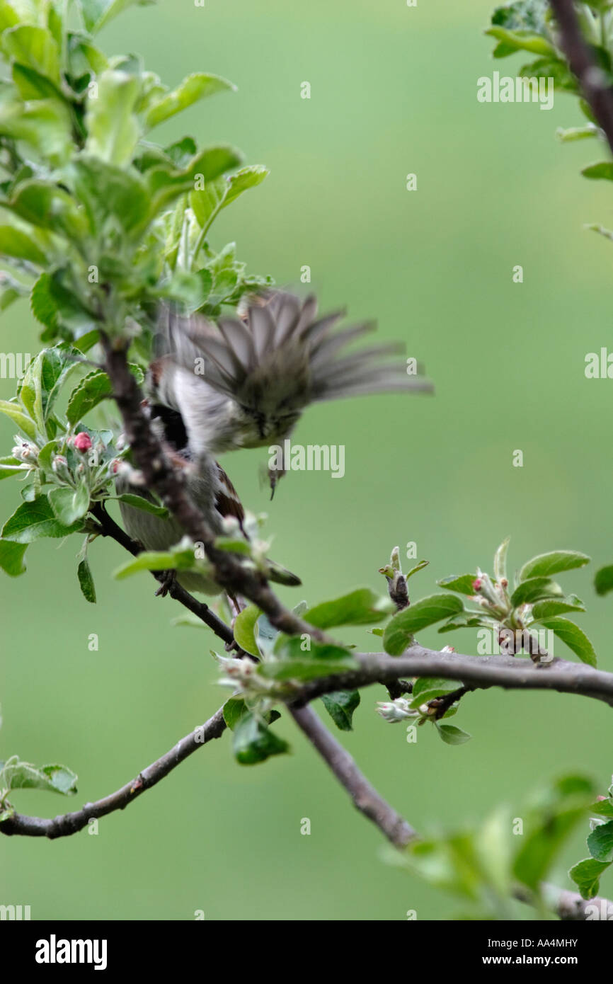 La lutte contre les moineaux (Passer montanus) Banque D'Images