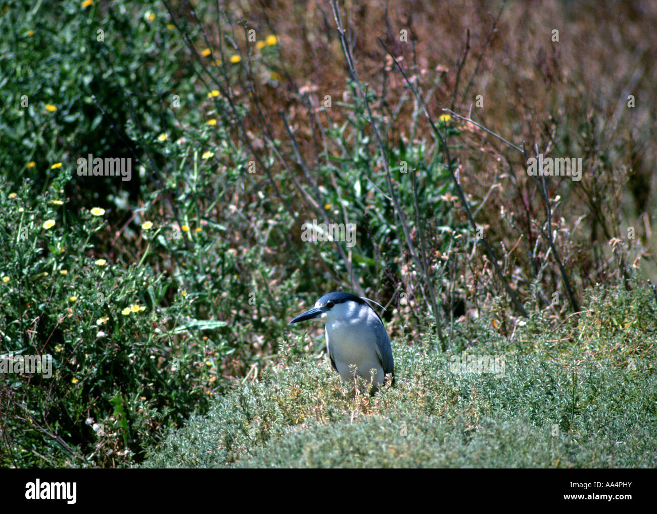 Black Bihoreau gris Nycticorax nycticorax le long de la baie de San Francisco, Californie Banque D'Images