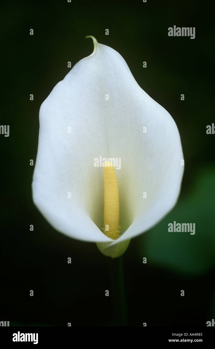 De plus en plus d'ARUM ZANTEDESCHIA dans jardin humide préfère un sol humide peut pousser à côté d'étang Banque D'Images