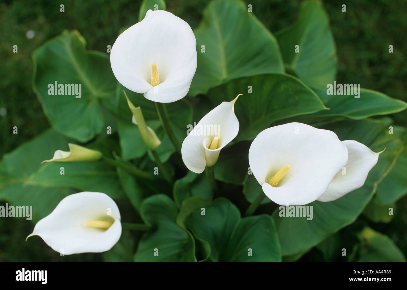 De plus en plus d'ARUM ZANTEDESCHIA dans jardin humide préfère un sol humide peut pousser à côté d'étang Banque D'Images