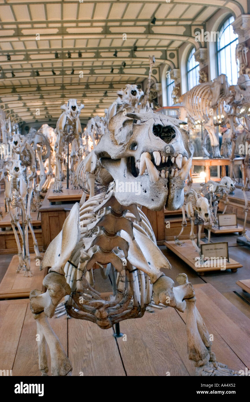 Paris France, Muséum d'histoire naturelle, exposition de paléotologie intérieure Mammouth à l'intérieur d'un dinosaure Banque D'Images