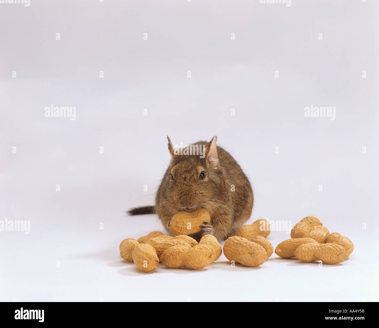 Degu de manger des arachides Banque D'Images