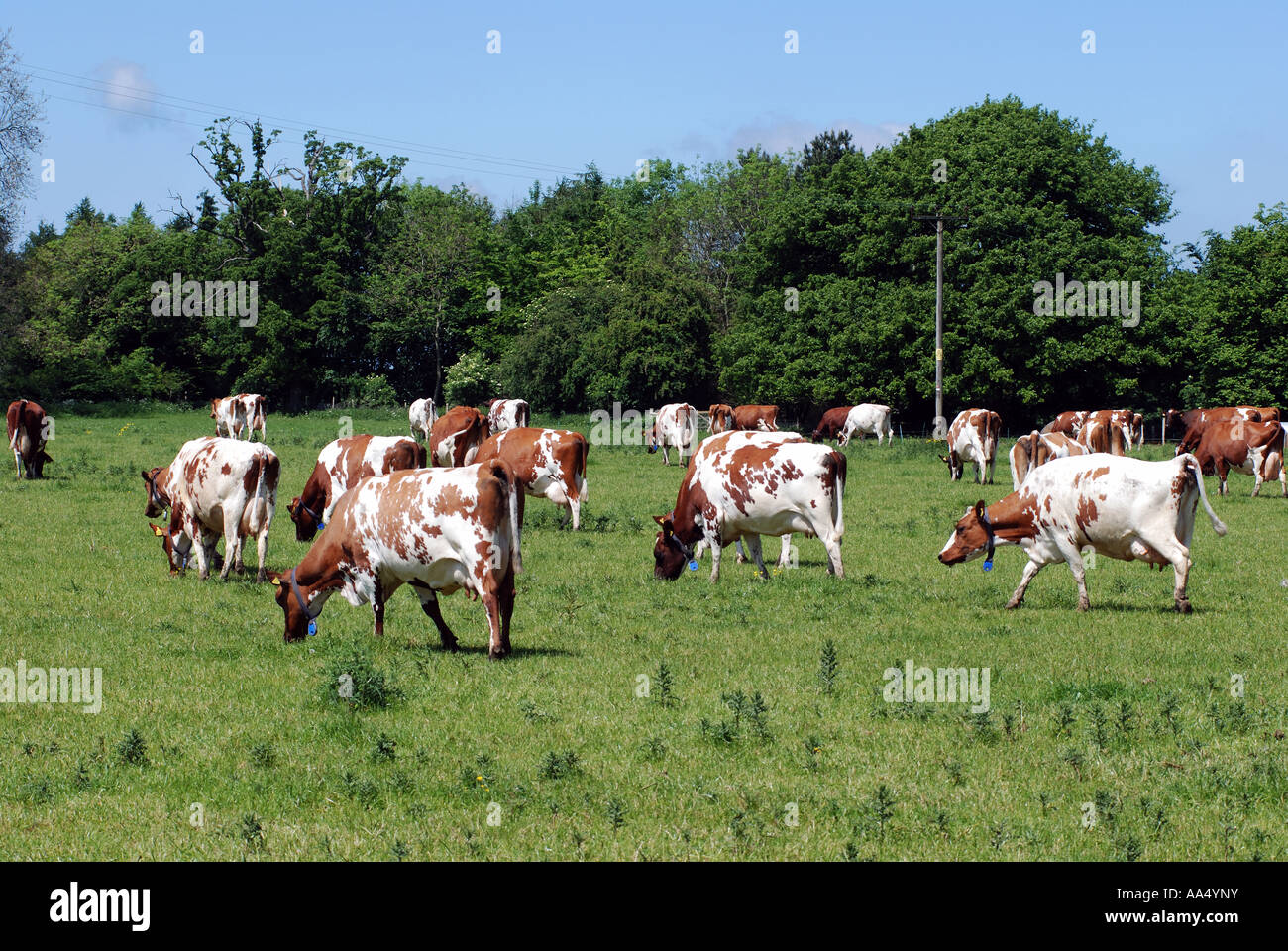 Le pâturage des bovins laitiers, Gloucestershire, England, UK Banque D'Images