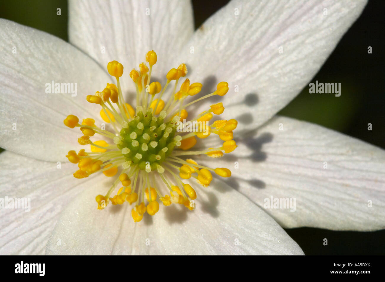 L'anémone des bois, close-up de chaque fleur, Blake's Wood Essex Banque D'Images