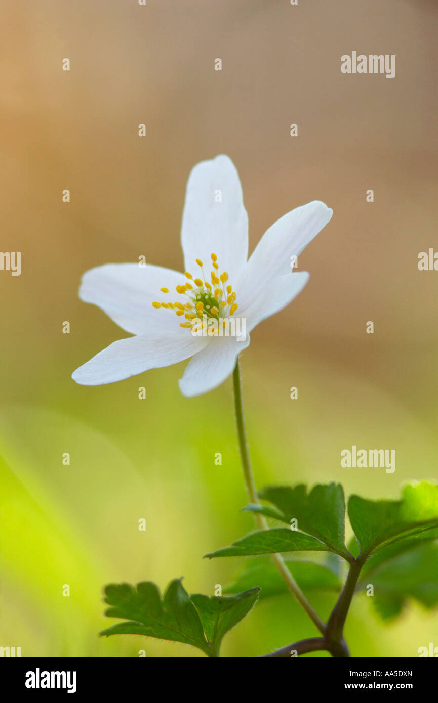 L'anémone des bois, Close up de chaque fleur, Blake's Wood Mars Essex Banque D'Images