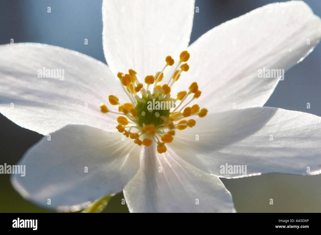 L'anémone des bois, Close up de chaque fleur rétro-éclairés, Blake's Wood Essex Banque D'Images