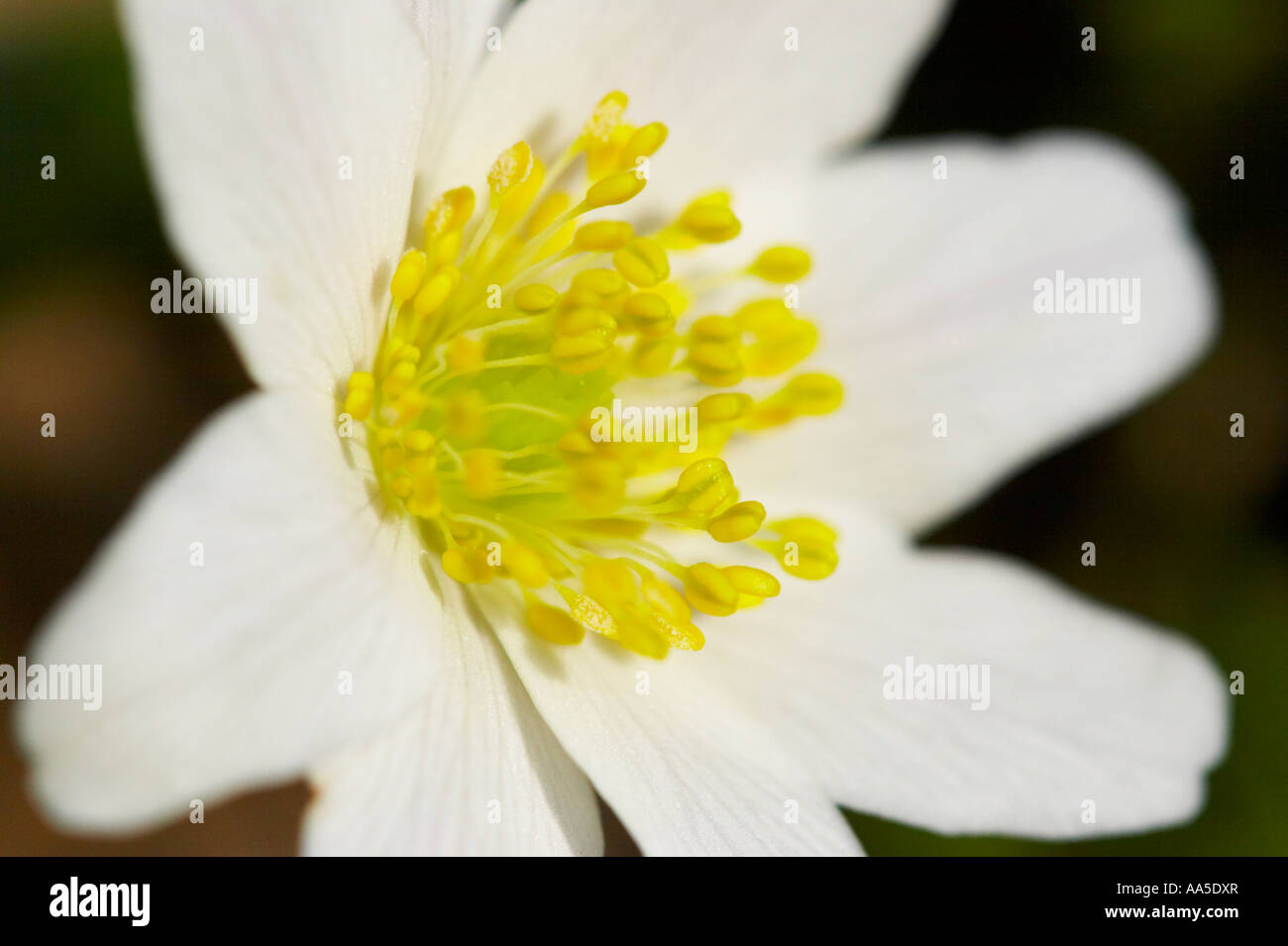 L'anémone des bois, close-up de chaque fleur, Blake's Wood Essex Banque D'Images