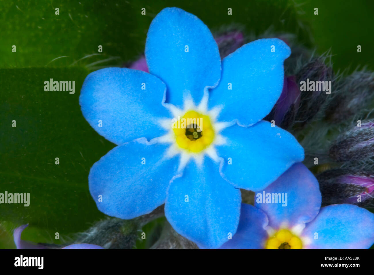Forget-me-not close-up Banque D'Images