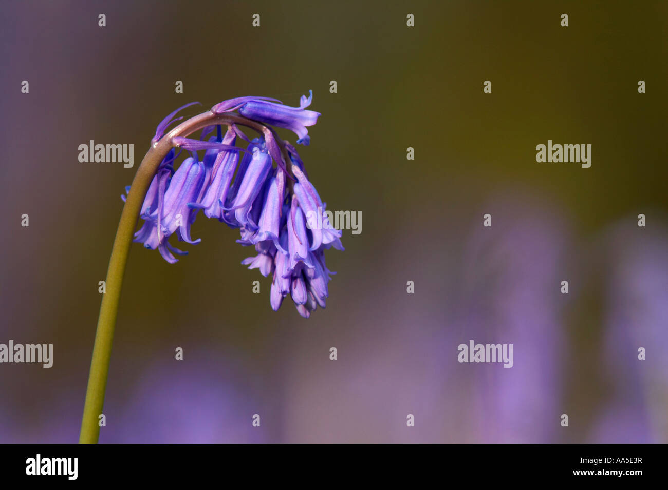 Bluebell close-up Banque D'Images