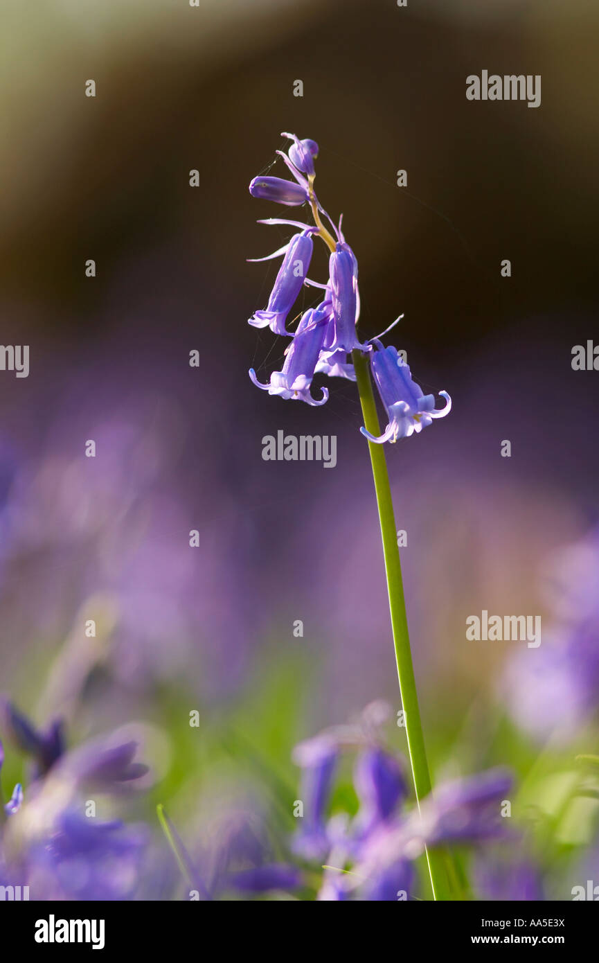 Bluebell close-up Banque D'Images