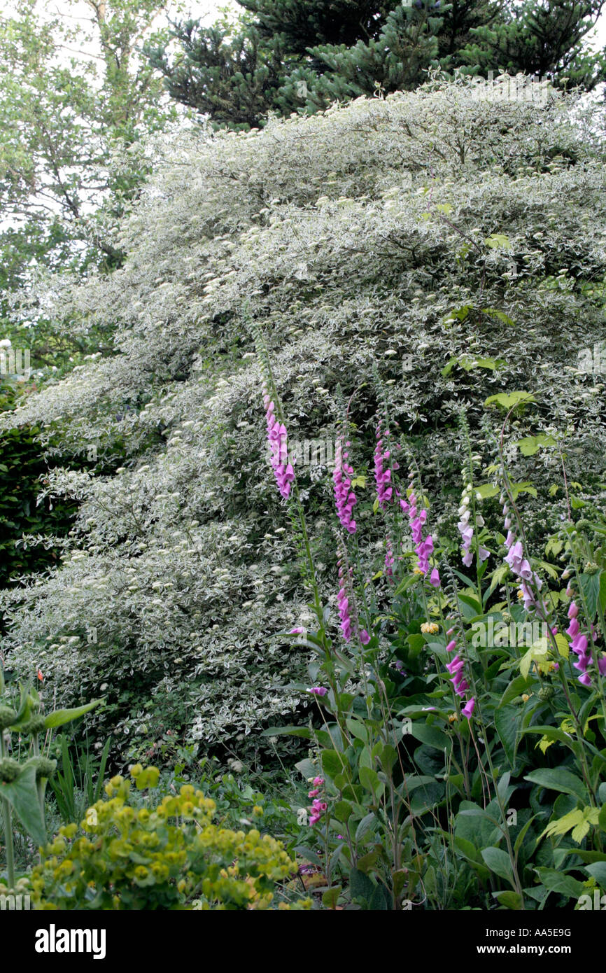 Cornus alternifolia argentea Banque D'Images