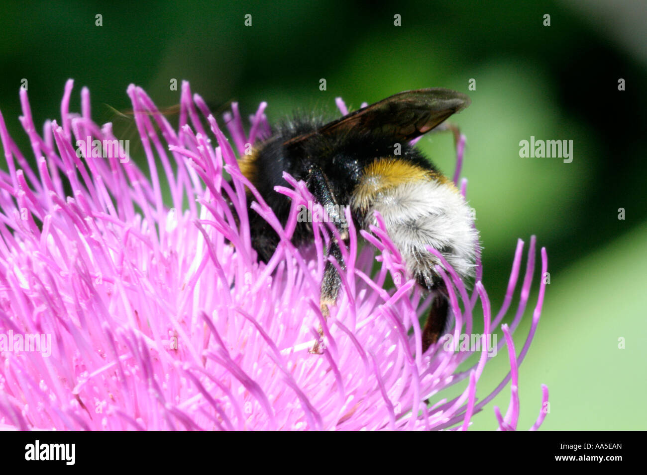 Psithyrus vestalis un coucou abeille sur la forme sauvage de Cirsium rivulare recueillies Val Ferret Courmayer N Italie Banque D'Images