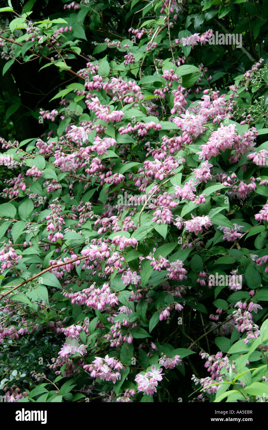 Deutzia x hybrida Magicien au début du mois de juin Banque D'Images