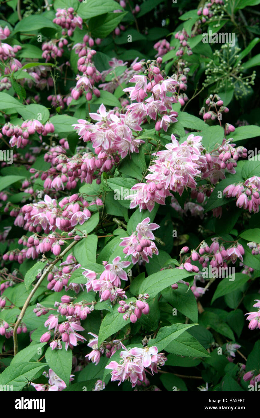 Deutzia x hybrida Magicien au début du mois de juin Banque D'Images