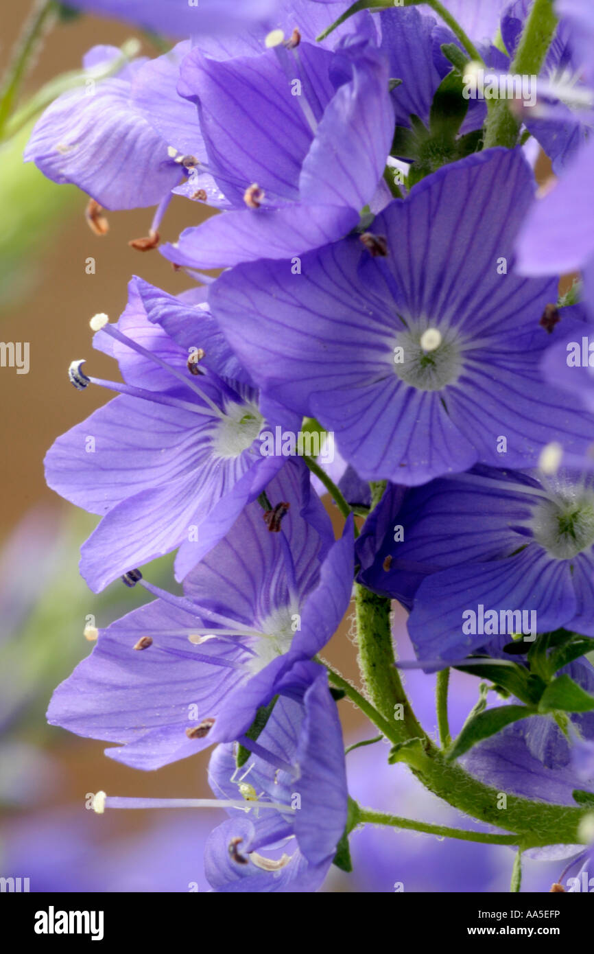 Veronica austriaca teucrium début juin Banque D'Images