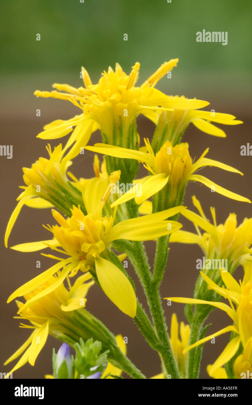 Solidago virgaurea est un natif d'Europe Banque D'Images