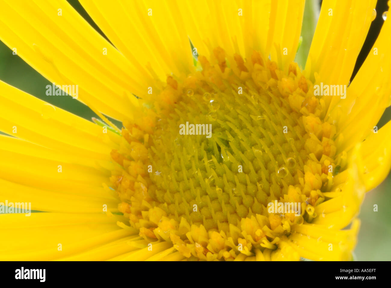Bupthalmium salicifolium est une vivace jardin méconnu qui commence à fleurir en juin Banque D'Images