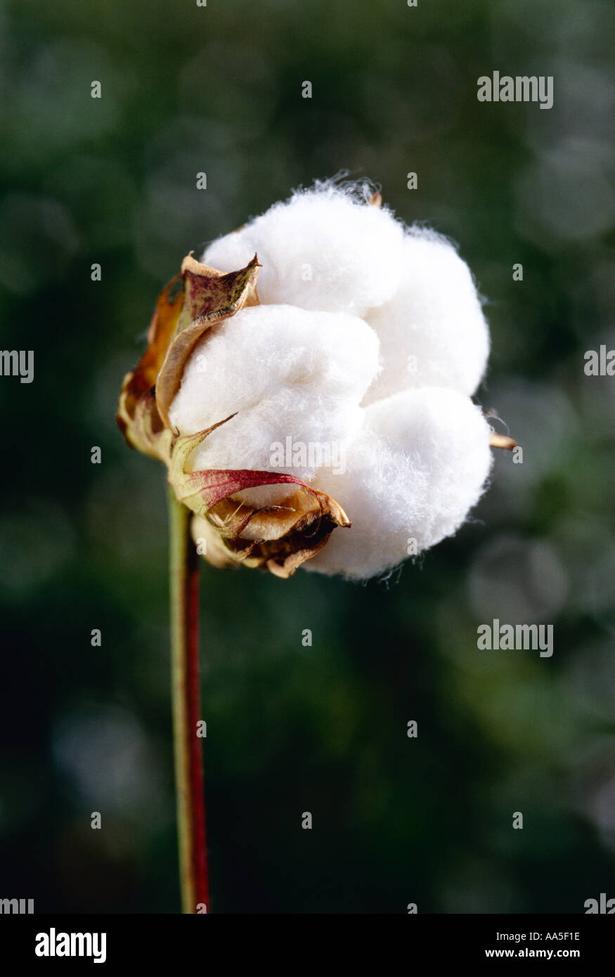 Agriculture - Mature cotton boll dans le processus d'ouverture / Texas, USA. Banque D'Images