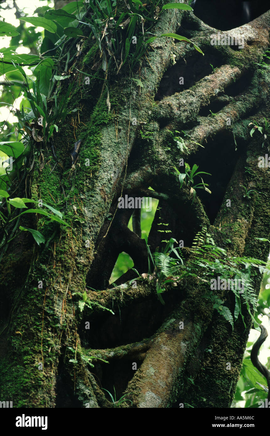 Strangler fig Bornéo rainforest Indonésie Banque D'Images