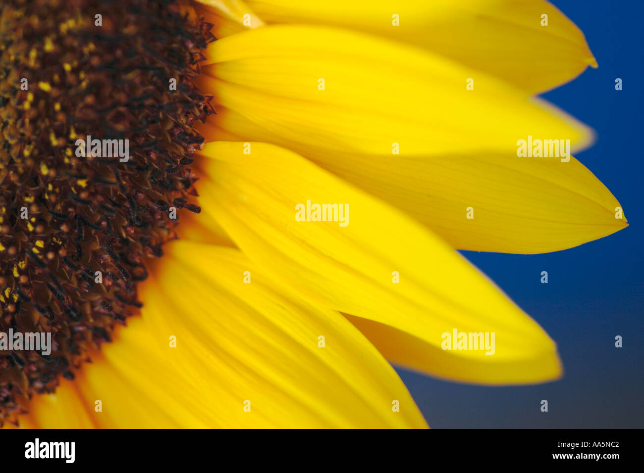 Le TOURNESOL Helianthus annuus Banque D'Images