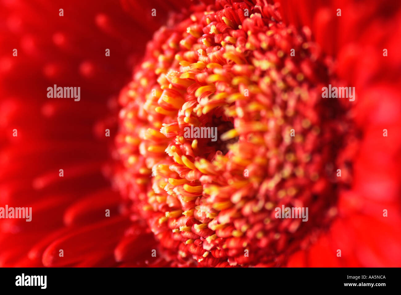 Close up of red centre centre de Gerbera Barberton Gerber Daisy Banque D'Images