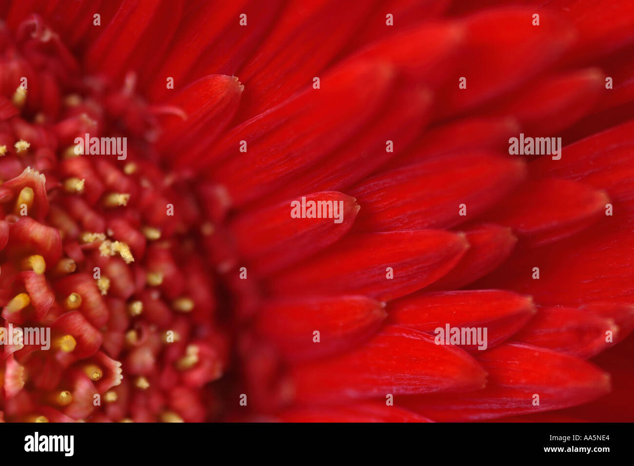 Close up of red centre centre de Gerbera Barberton Gerber Daisy Banque D'Images