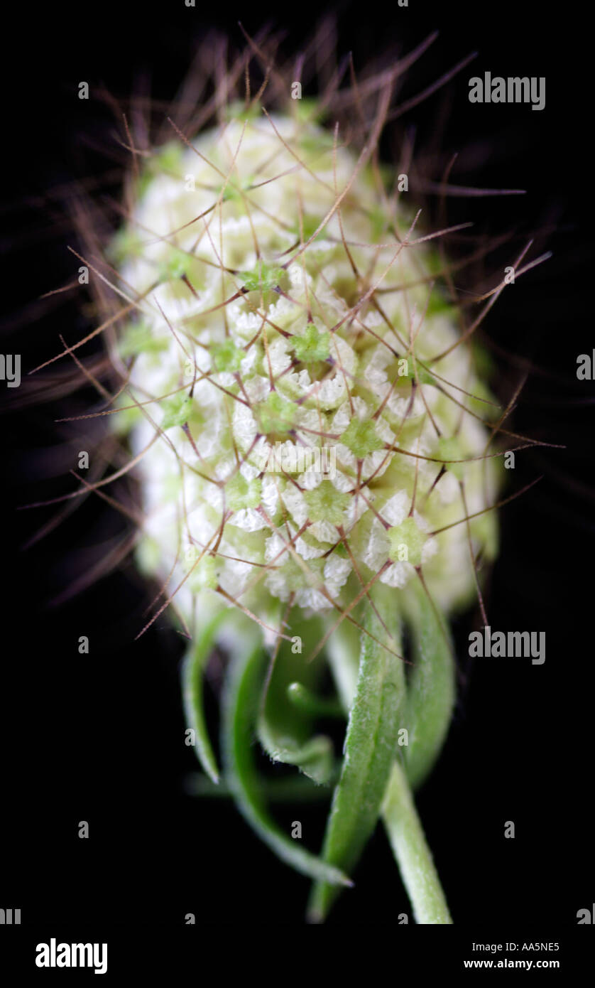 Graines de Scabiosa Africana pincushion flower Banque D'Images