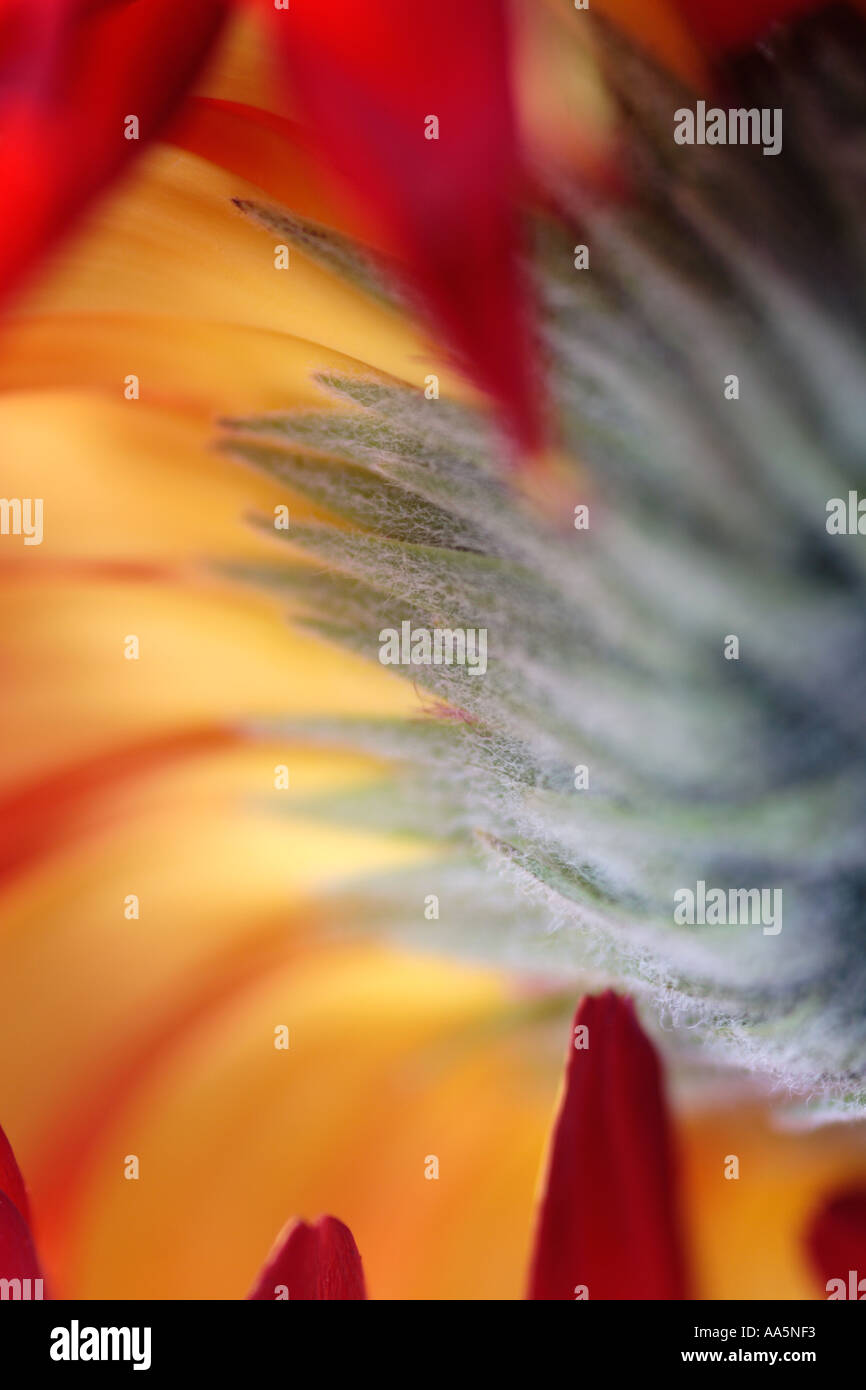 Close-up de Barberton Daisy Banque D'Images