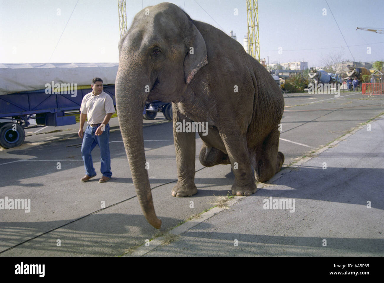 L'éléphant s'est assis Banque D'Images