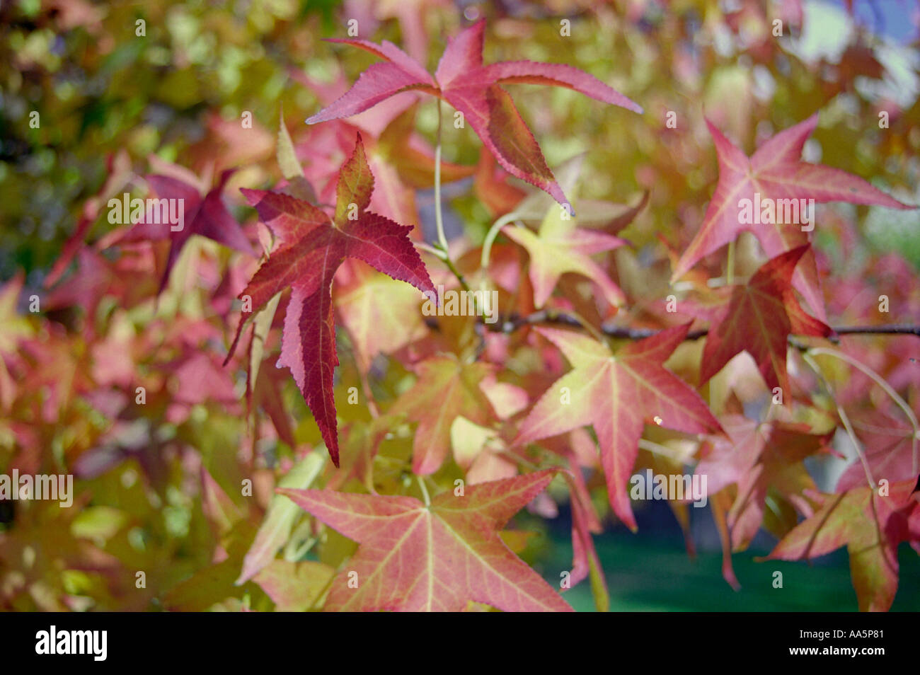 Les fleurs dans le parc et l'arbre avec des feuilles rouges Banque D'Images