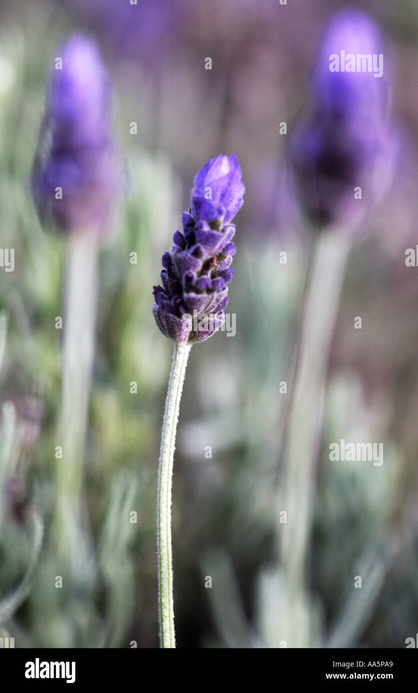 Simple Tige de floraison Lavande Anglaise Banque D'Images
