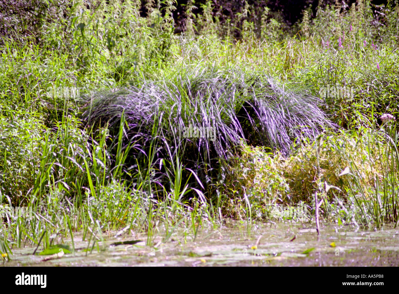 La belle rivière banques dans la verdure et les fleurs Banque D'Images