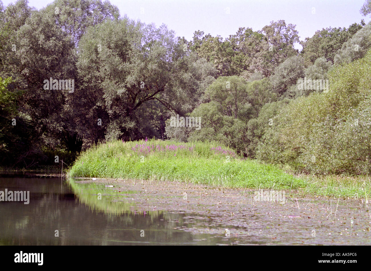 La belle rivière banques dans la verdure et les fleurs Croatie Banque D'Images