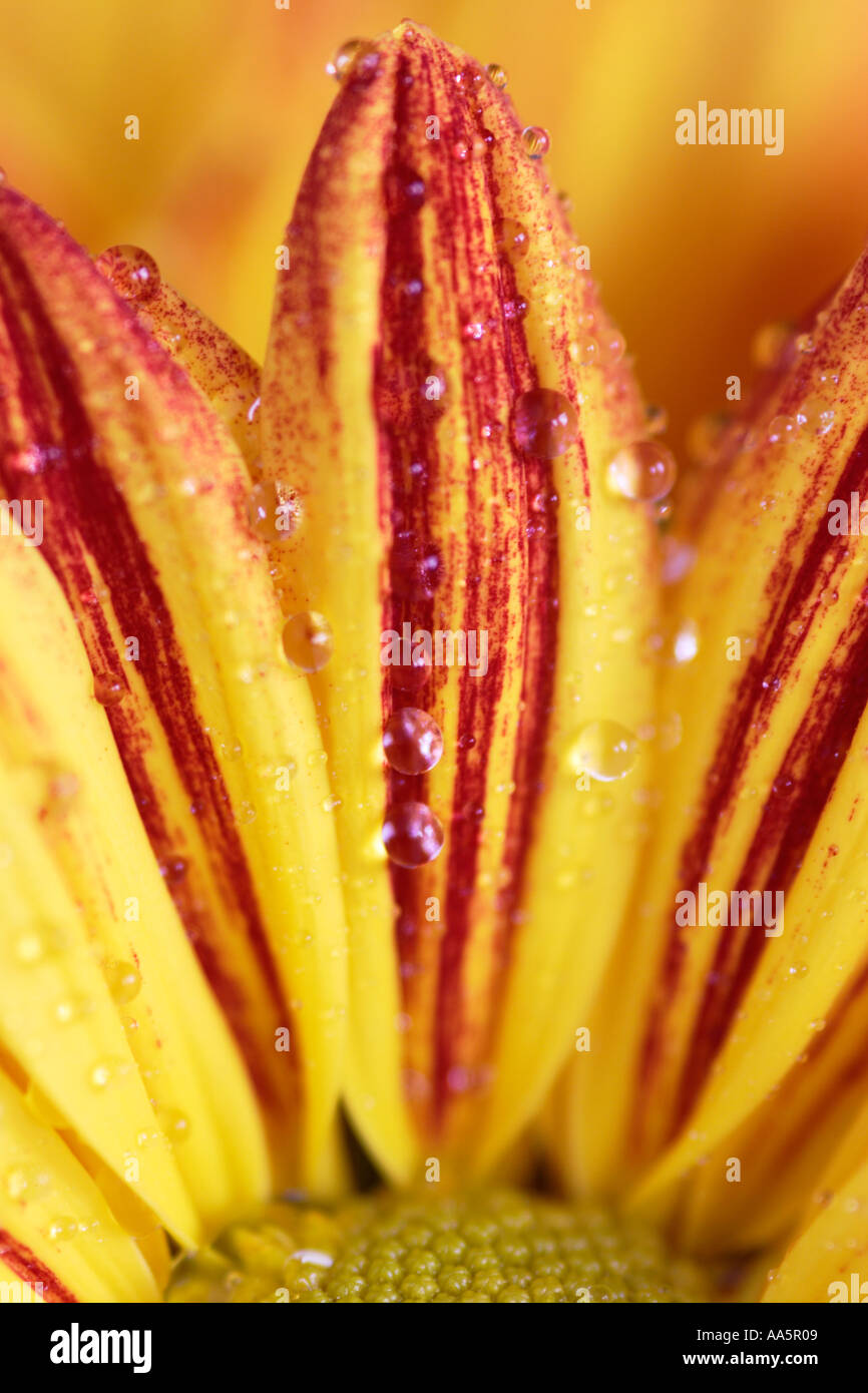 Close up of orange rouge pétales de fleur de chrysanthème avec les gouttelettes d'eau Banque D'Images