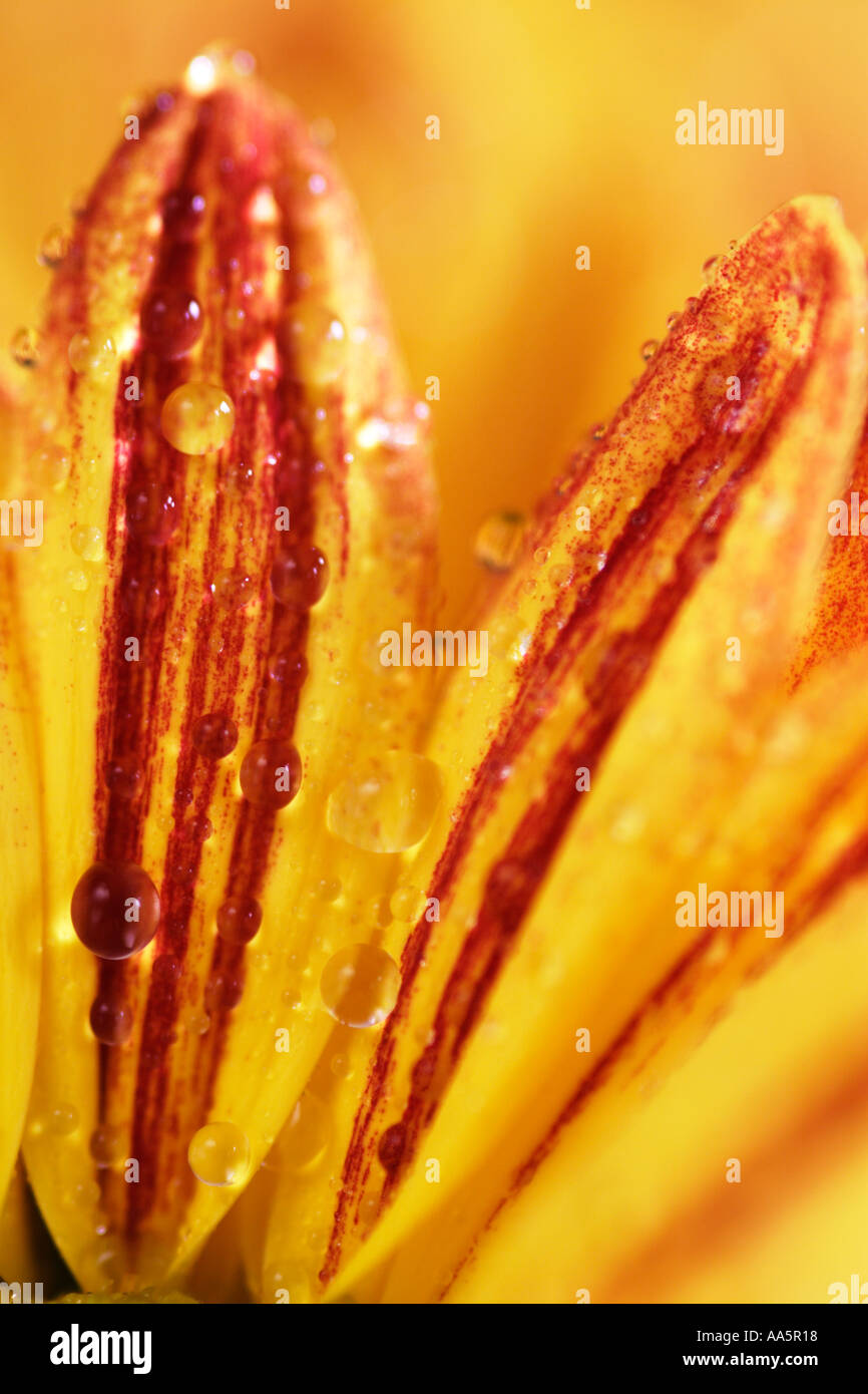 Orange rouge pétales de fleur de chrysanthème avec les gouttelettes d'eau Banque D'Images