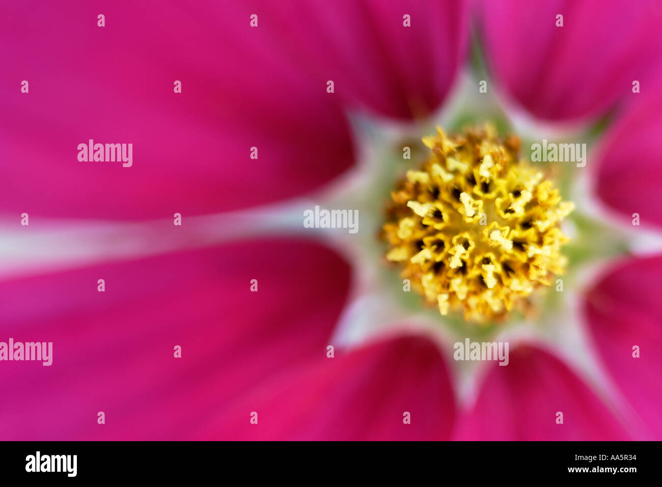 Close up of Cosmos Flower Banque D'Images