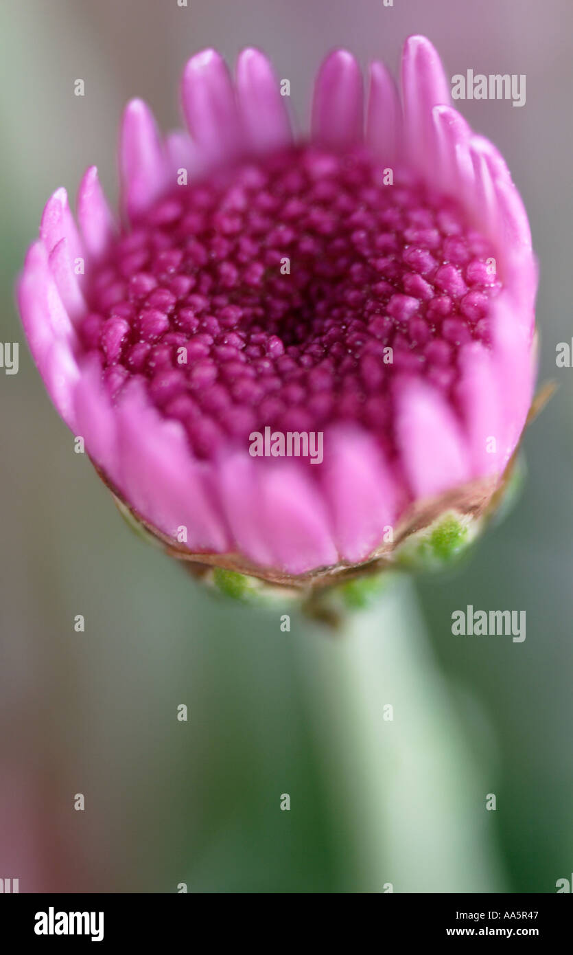 Bourgeon de fleur de chrysanthème Banque D'Images