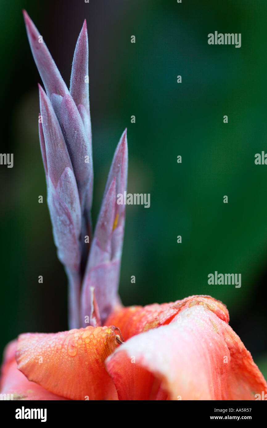 Close up of orange fleur fleur de Canna Banque D'Images