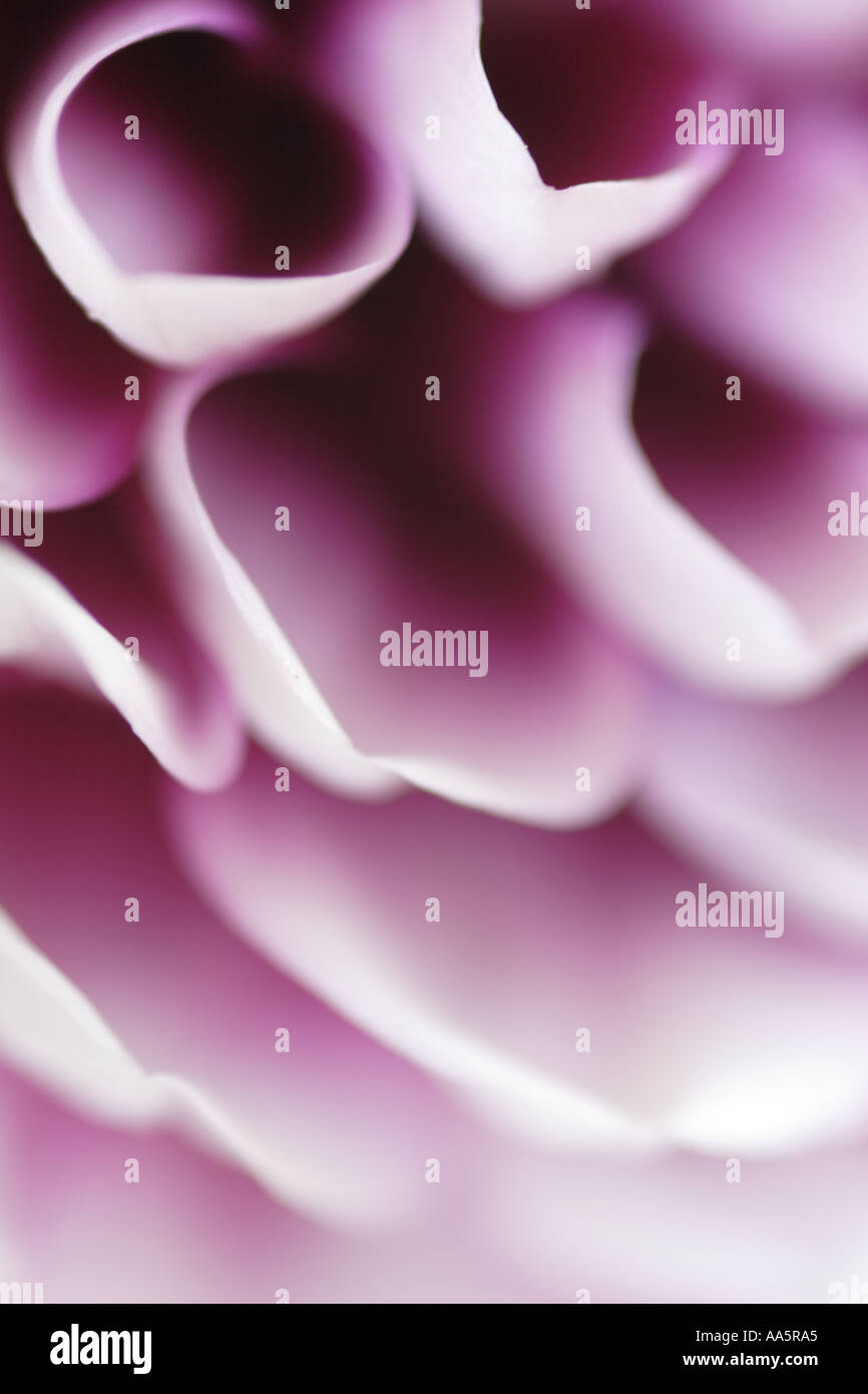 Close up of purple white pétales de fleur Dahlia Banque D'Images