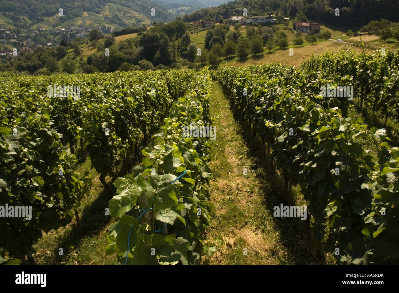 Vignoble, à Baden Baden dans l'ouest de l'Allemagne , Forêt-Noire Banque D'Images