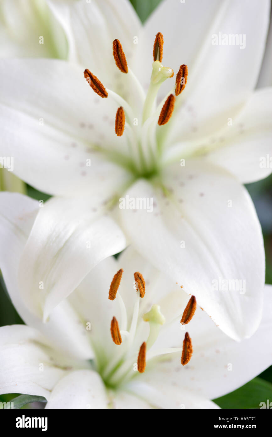 Close up de deux lys blanc pur Lily Banque D'Images