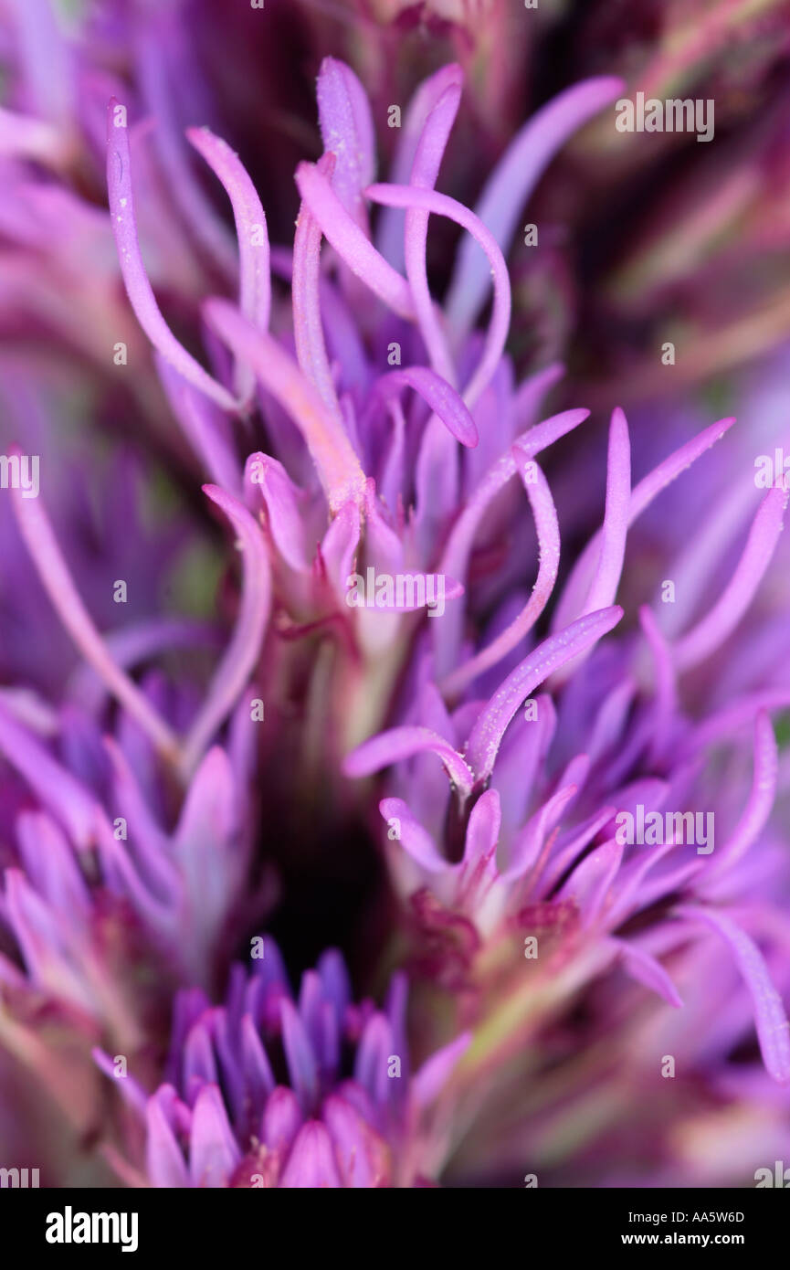 Close up of stars ultra violet Liatris spicata Flower Banque D'Images