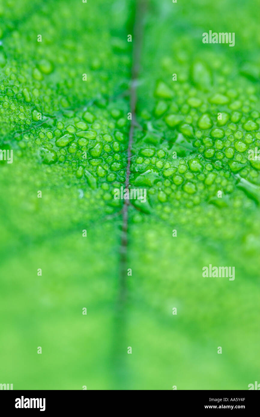 Feuille verte avec des gouttelettes de pluie Banque D'Images