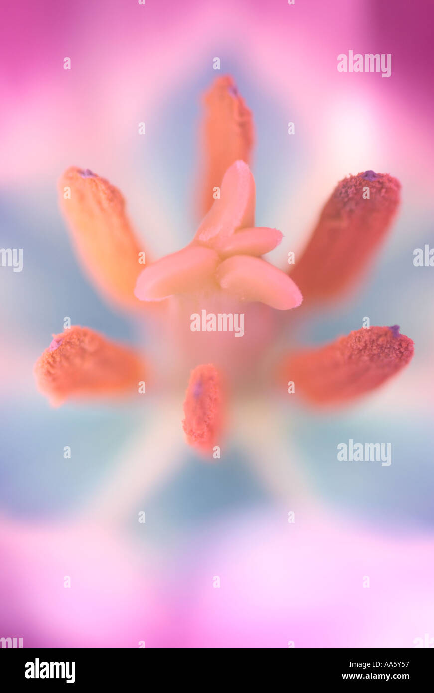 Close up de l'intérieur de fleurs tulipes violet et bleu avec des anthères des étamines Banque D'Images
