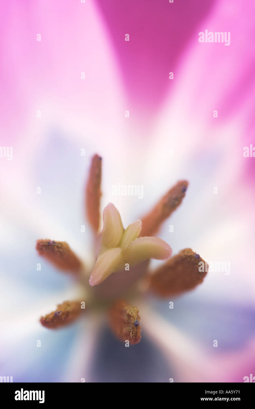 Close up de l'intérieur de fleurs tulipes violet et bleu avec des anthères des étamines Banque D'Images