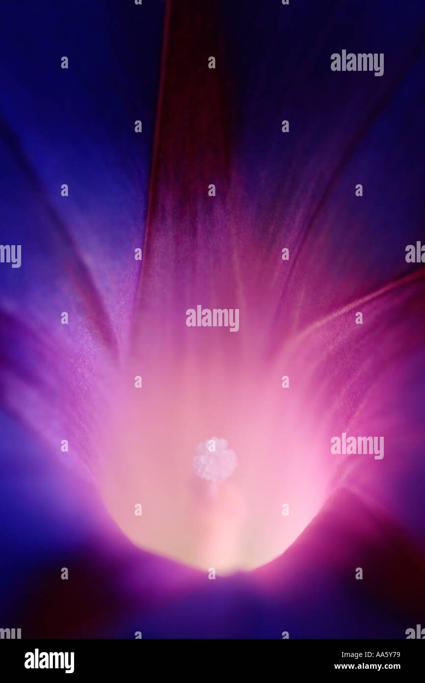 Fleur de Morning Glory Ipomoea purpurea Banque D'Images
