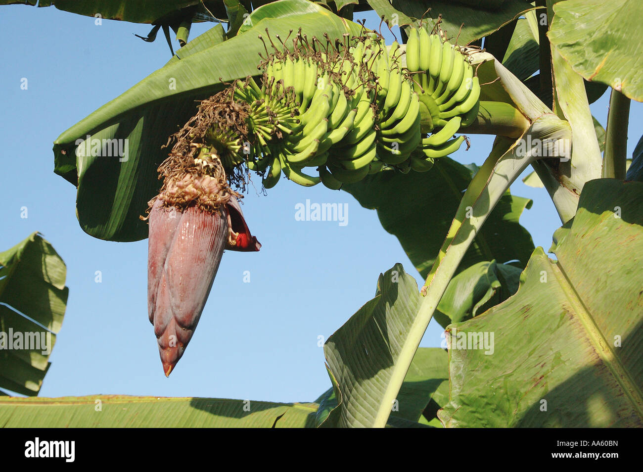Plantation de fruits de banane, tête de floraison, Nom botanique Musa paradisiaca M balbisiama M cavendishii famille Musaceae Banque D'Images