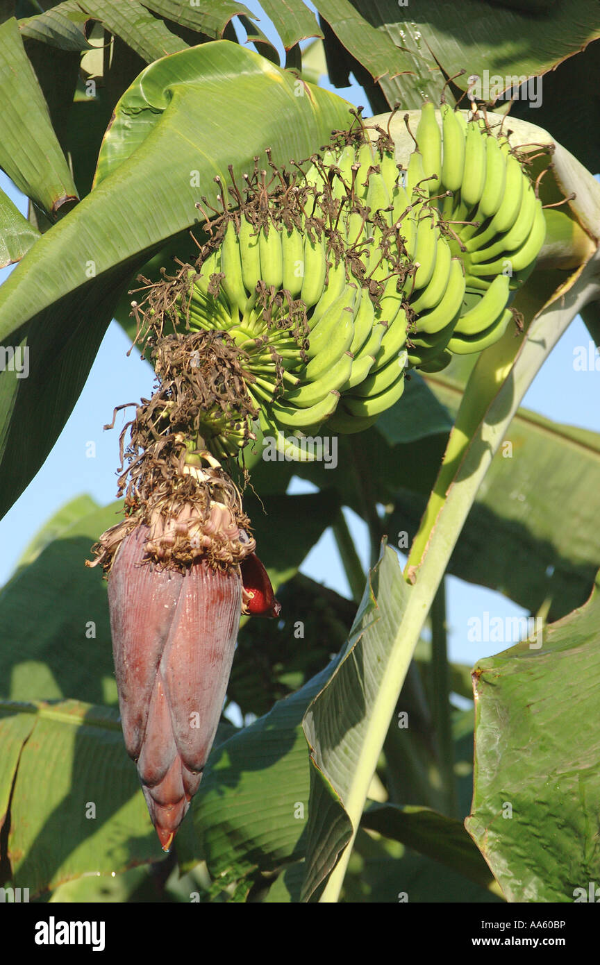 Plantation de fruits de banane Banque D'Images